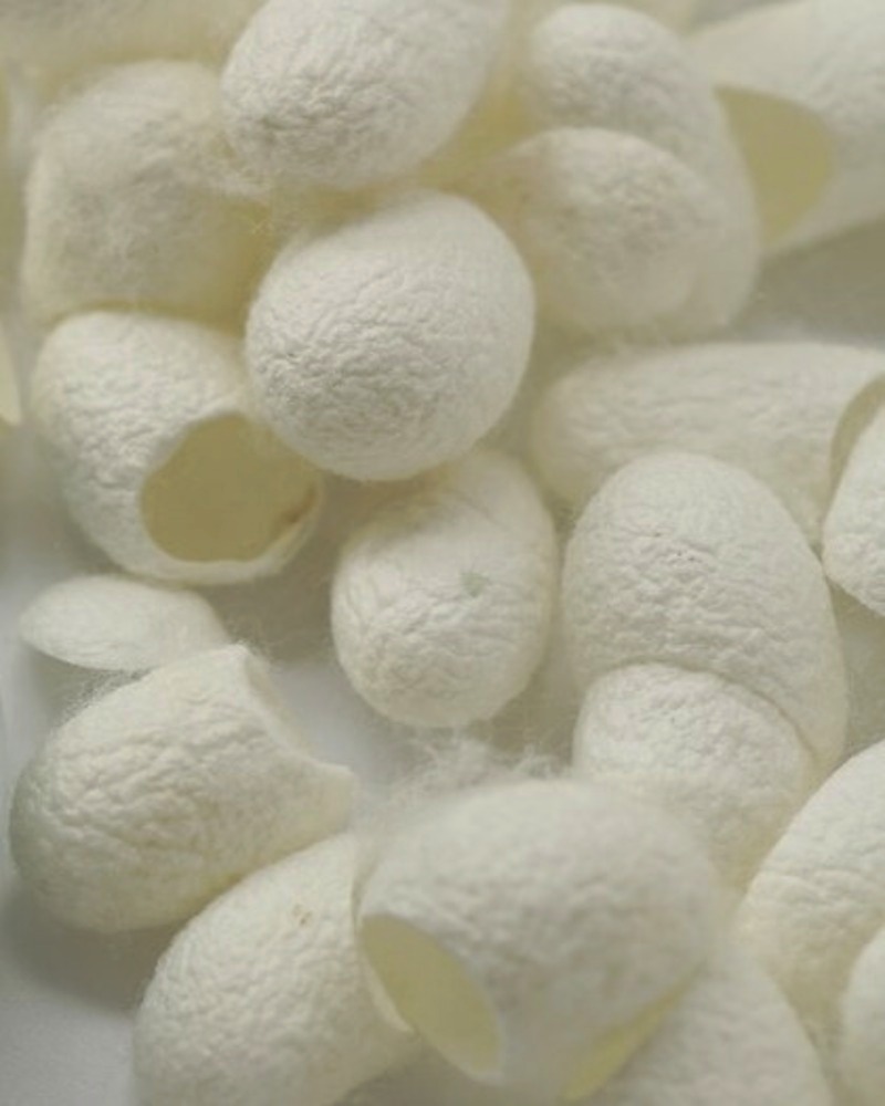 Silk cocoons raw material for cold-process soap